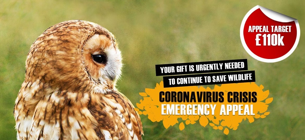 CORONAVIRUS CRISIS APPEAL: Wildlife Rescue & Ambulance Service (Enfield)